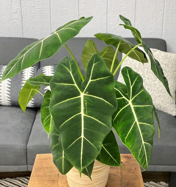 Alocasia Mythic&trade; Frydek