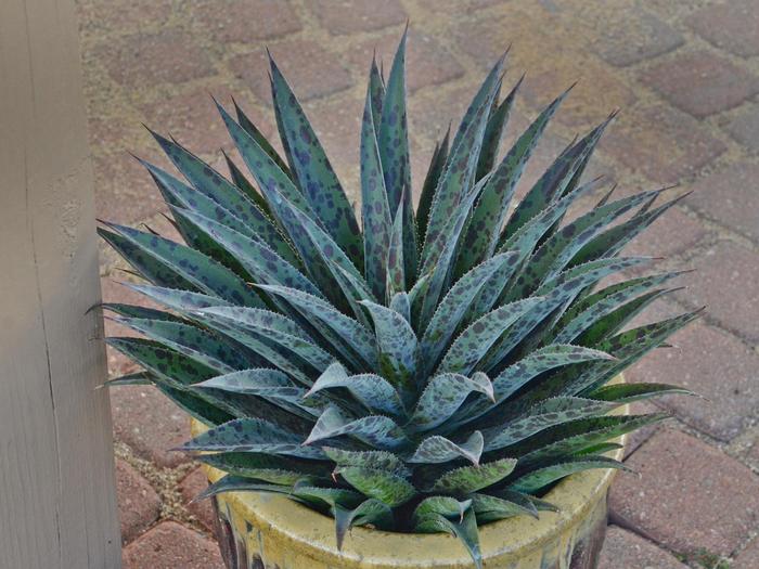 Mangave Mad about Mangave&reg; Pineapple Express