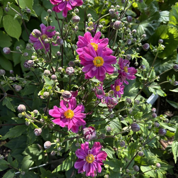 Anemone Curtain Call Deep Rose