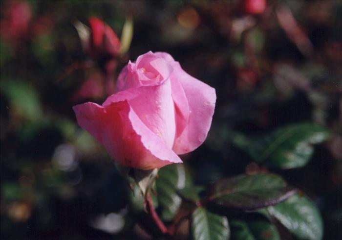 Rosa Barbara Bush