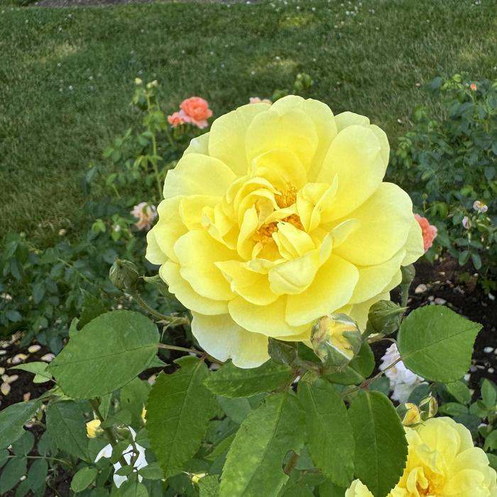 Rosa Blythe Spirit
