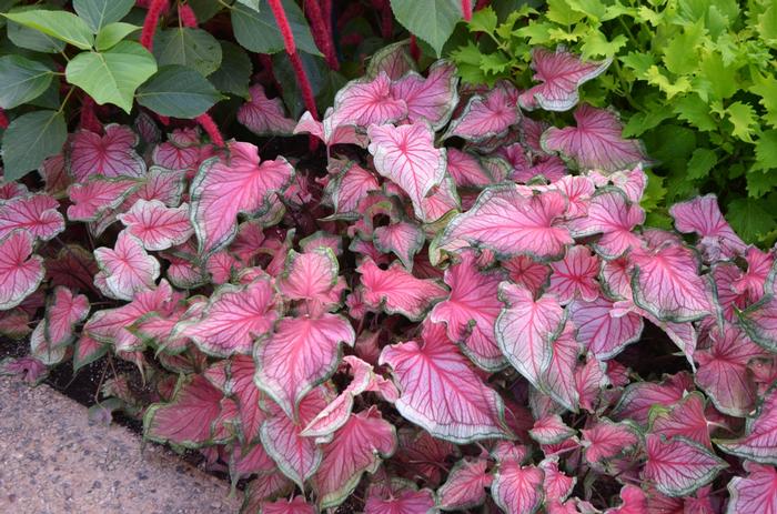 Caladium Florida Sweetheart