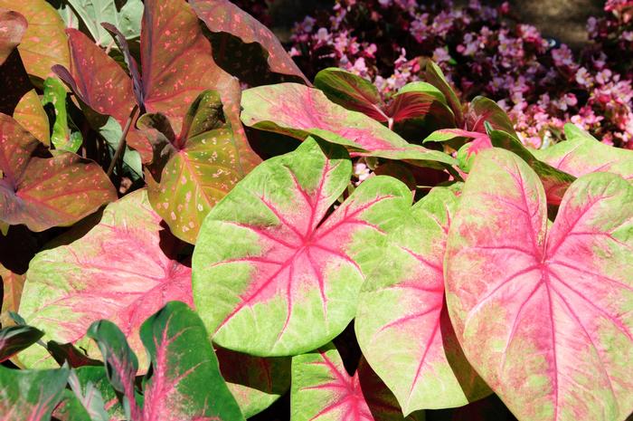 Caladium x hortulanum Lemon Blush