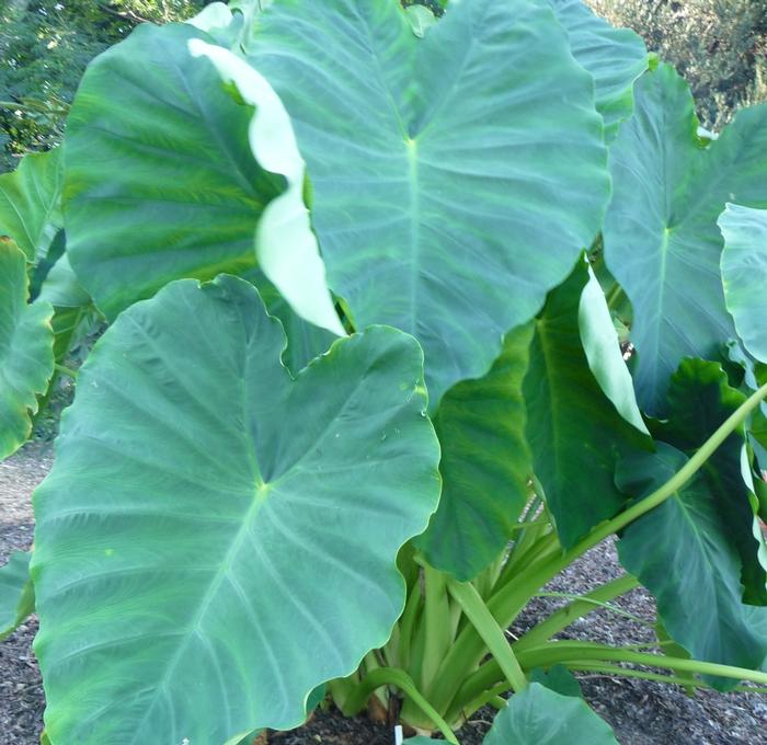 Colocasia esculenta Jack's Giant