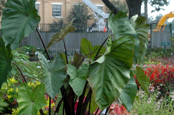Colocasia esculenta Purple Stem