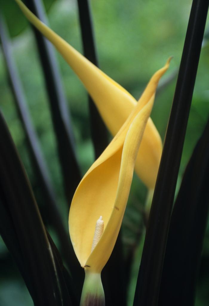 Colocasia esculenta Violet Stem