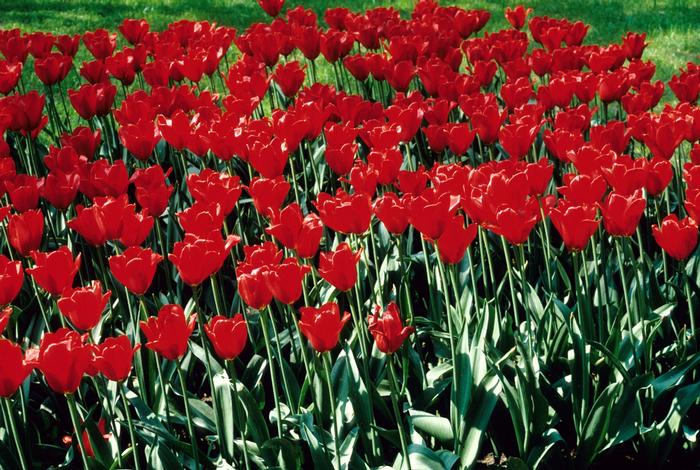 Tulipa Kingsblood