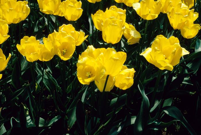 Tulipa Marienthal