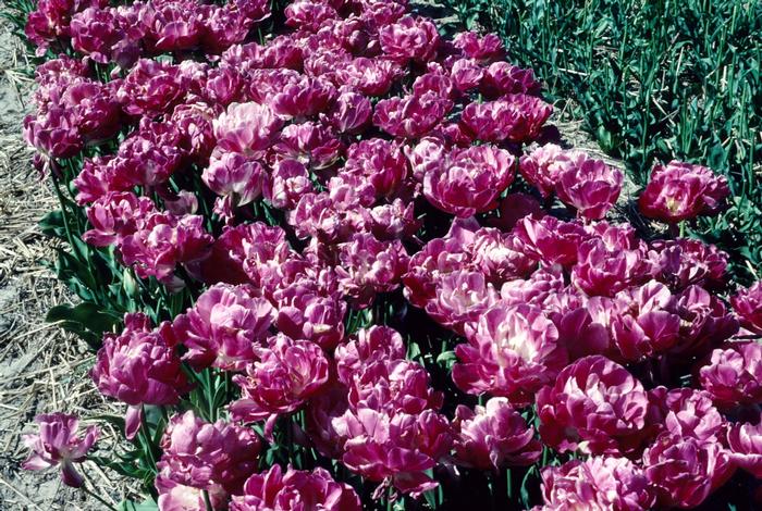 Tulipa May Wonder