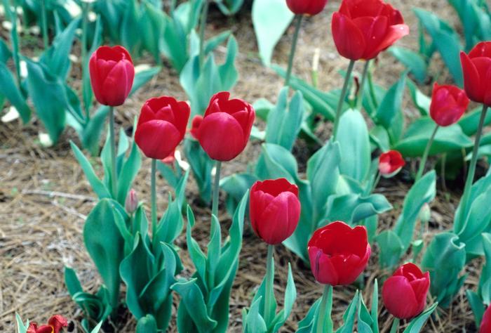 Tulipa Samson
