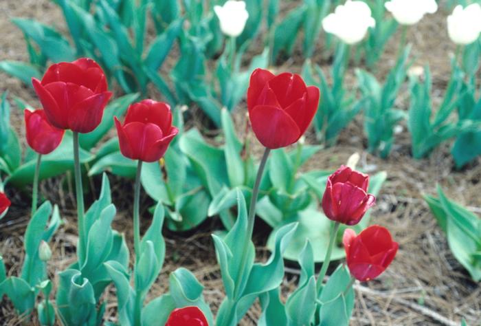 Tulipa Sevilla