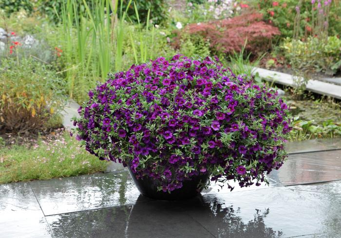 Calibrachoa Kabloom&trade; Deep Blue
