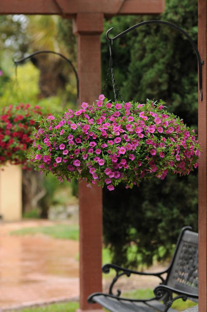 Calibrachoa Kabloom&trade; Deep Pink