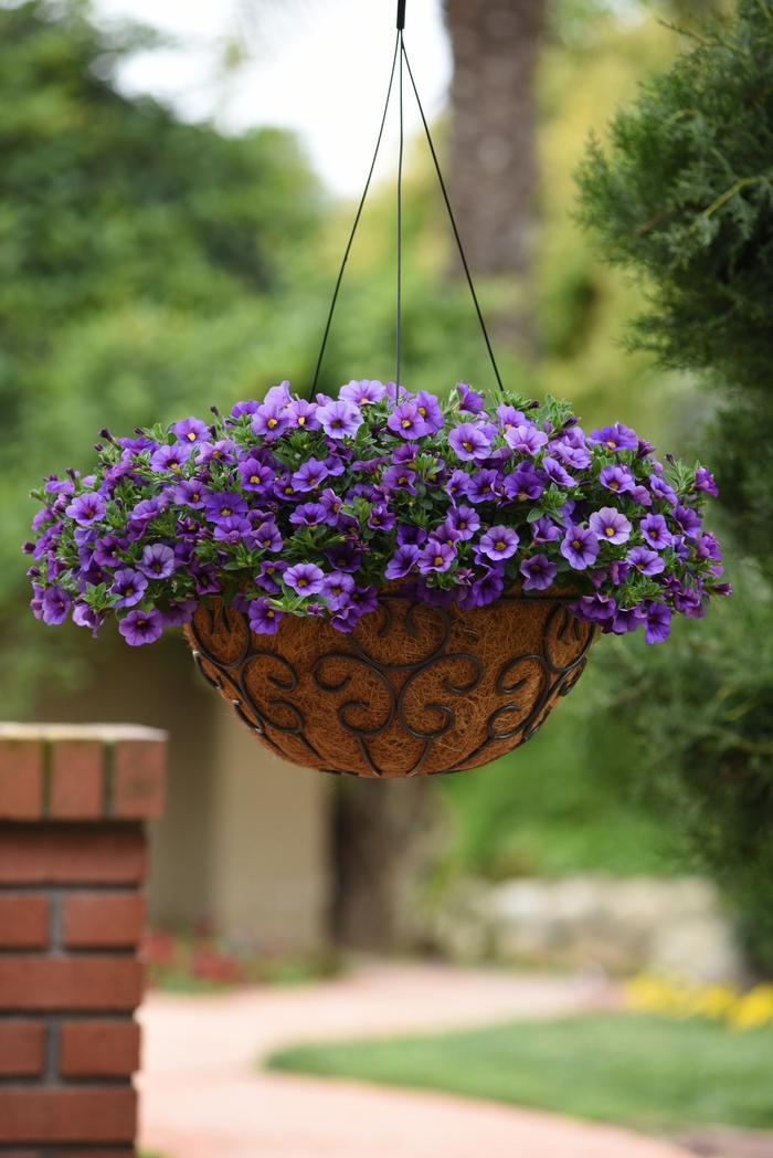 Calibrachoa Kabloom&trade; Denim