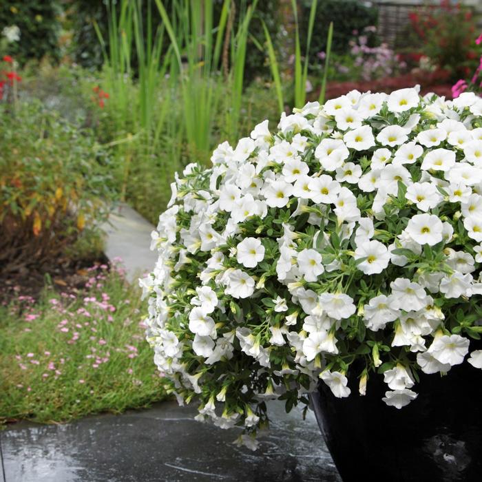 Calibrachoa Kabloom&trade; White