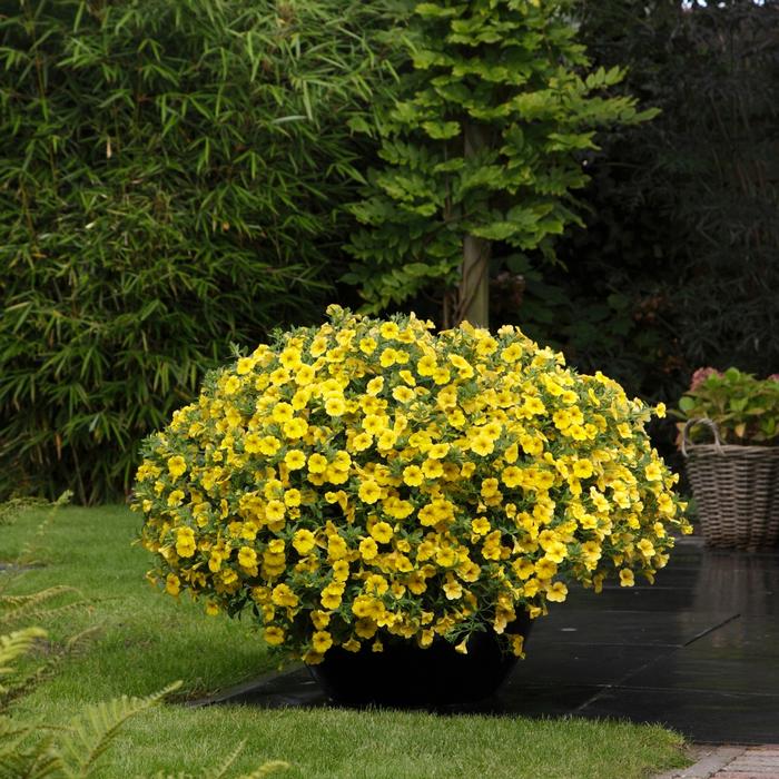 Calibrachoa Kabloom&trade; Yellow