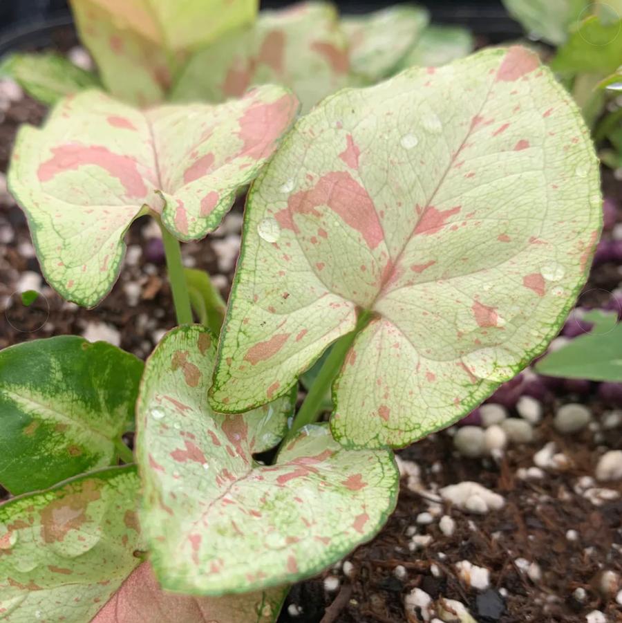 Syngonium 'Confetti' - Syngonium 