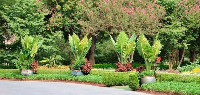 Alocasia wentii Regal Shields