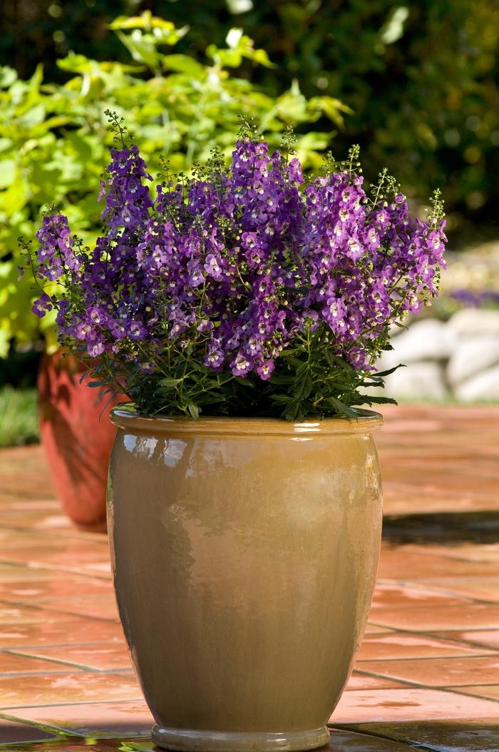 Angelonia angustifolia Archangel&trade; Purple