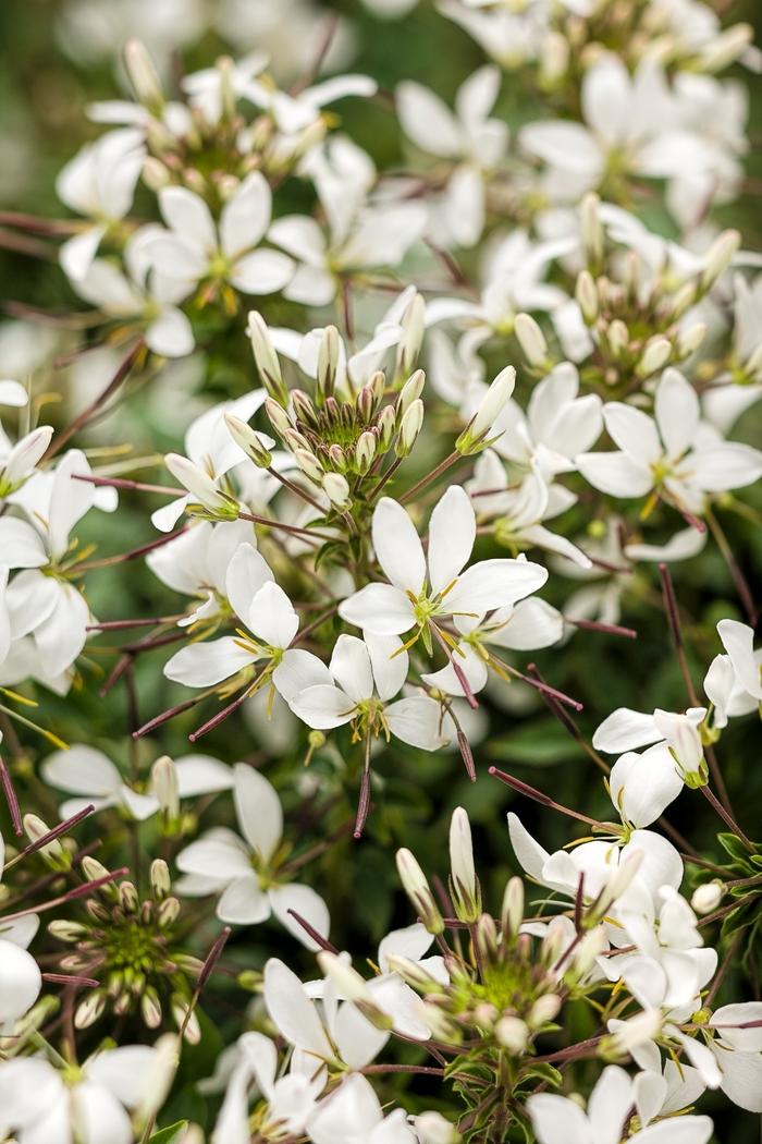 Cleome Senorita Blanca&reg;