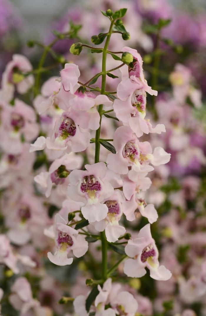 Angelonia angustifolia Archangel&trade; Light Pink