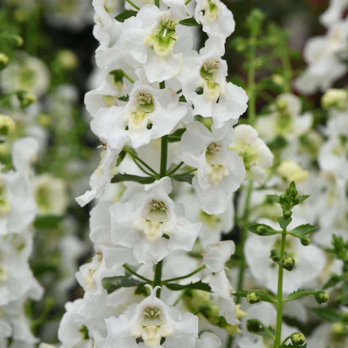 Angelonia angustifolia Archangel&trade; White