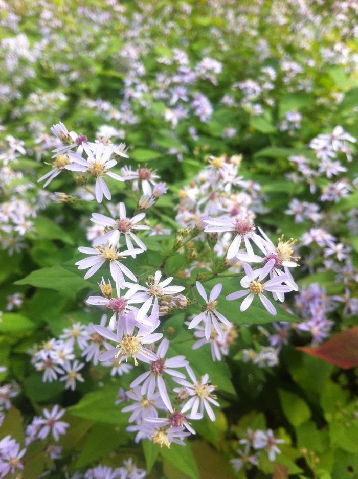 Aster cordifolius 