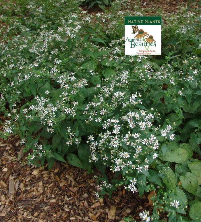 Aster divaricatus 