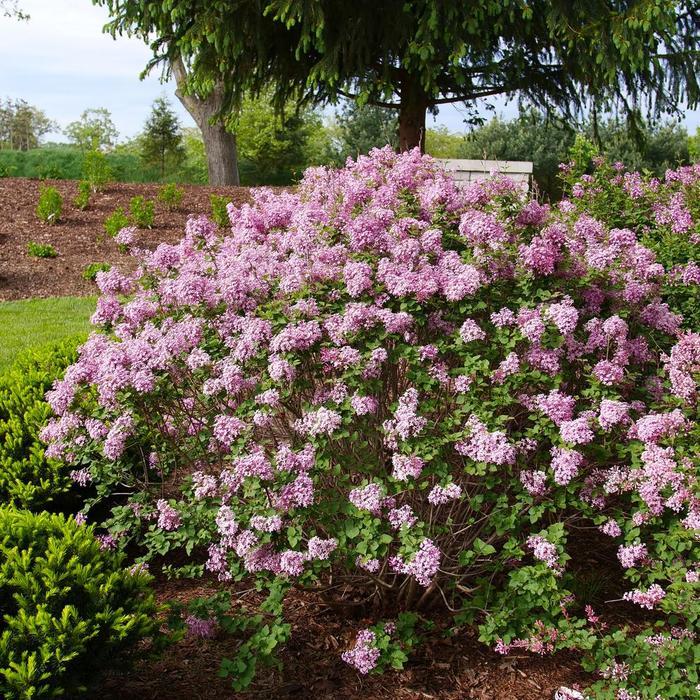 Syringa x pubescens Bloomerang Purpink&reg; 
