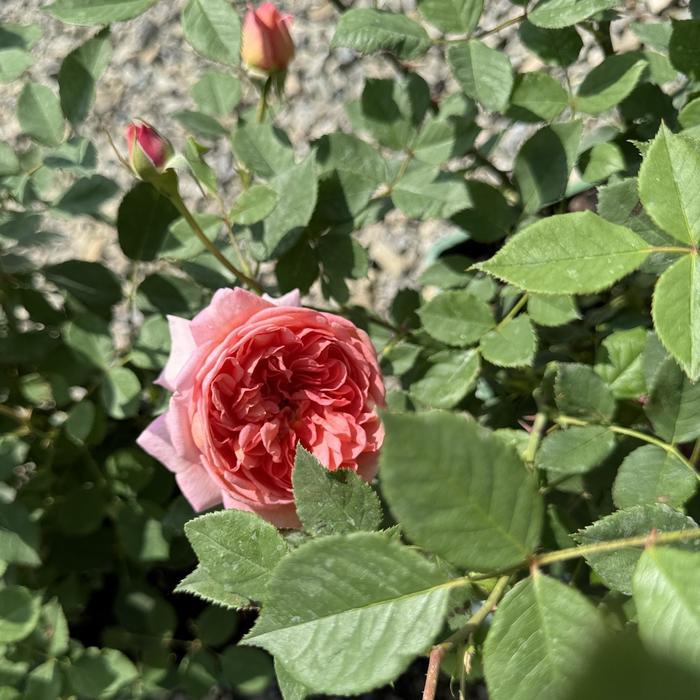 Rosa Boscobel