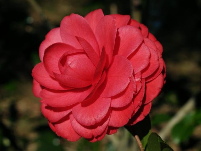 Camellia Black Lace