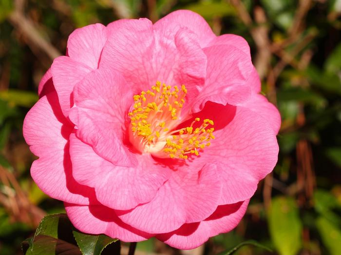 Camellia Lavender Prince II