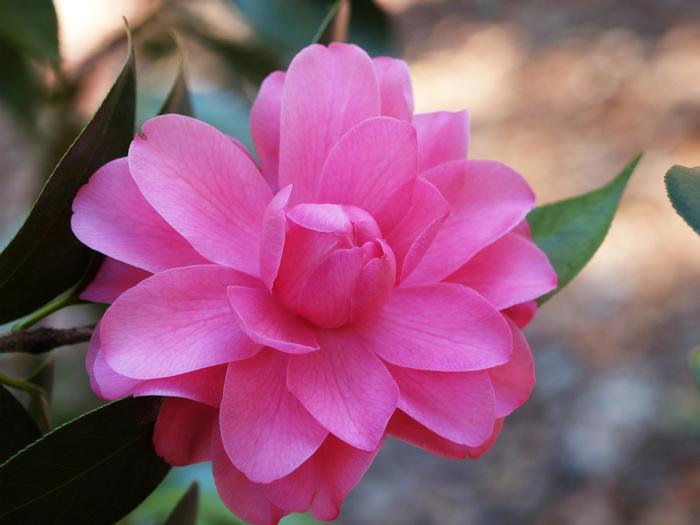 Camellia Tom Perkins