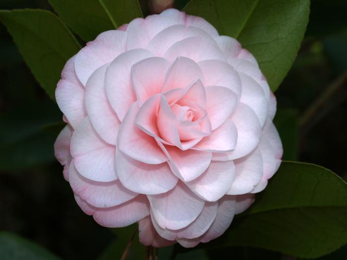 Camellia japonica Adalyn