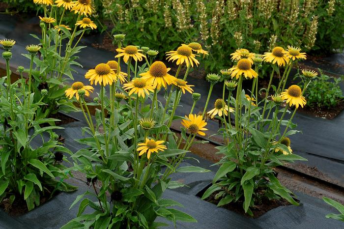 Echinacea Kismet&reg; Yellow