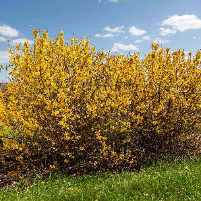 Forsythia Spring Fling&trade;