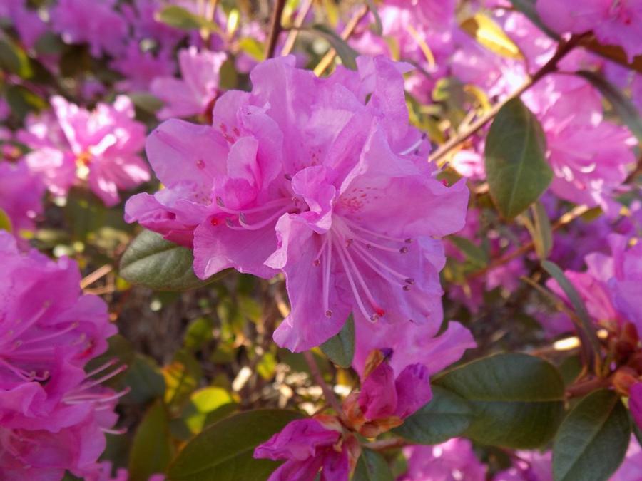 Rhododendron 'P.J.M. Elite' - Rhododendron from Grower Website Two