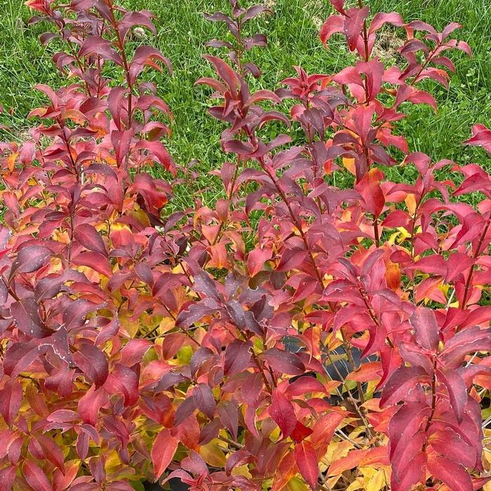 Abelia mosanensis Sweet Emotion Blaze&trade;