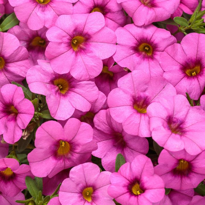 Calibrachoa Superbells&reg; Pink
