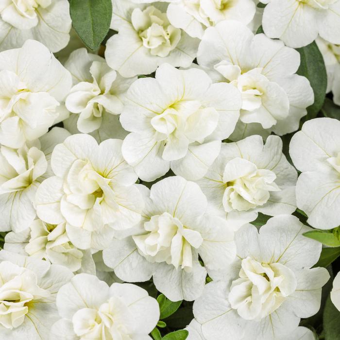 Calibrachoa Superbells&reg; Double White