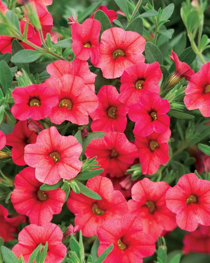 Calibrachoa Superbells&reg; Coralberry Punch&trade;