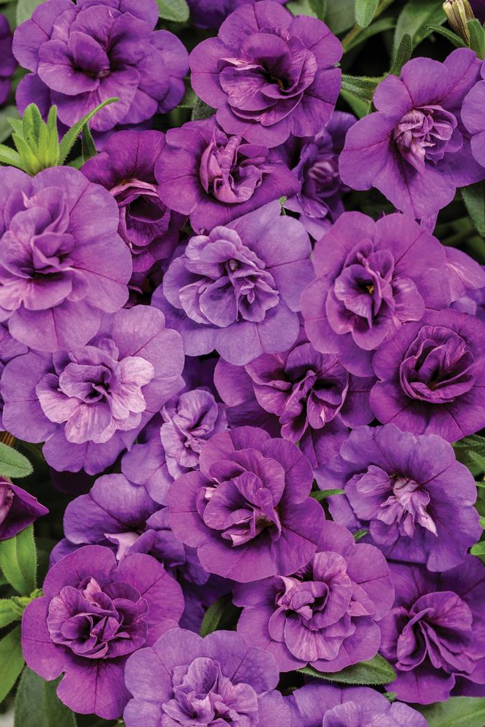 Calibrachoa Superbells&reg; Double Blue