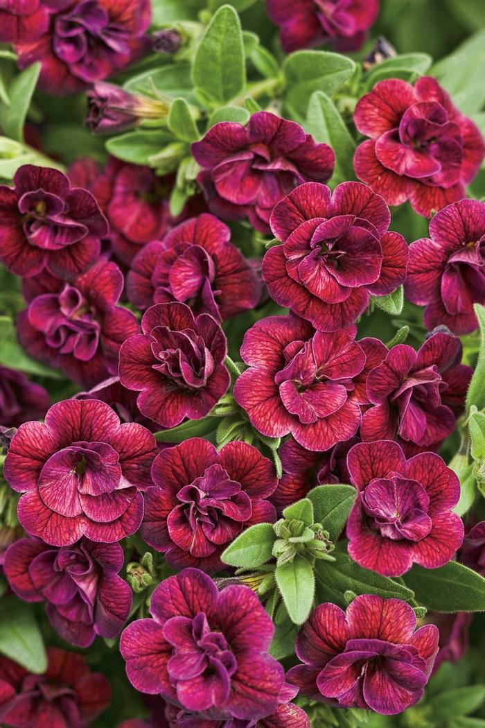 Calibrachoa Superbells&reg; Double Plum