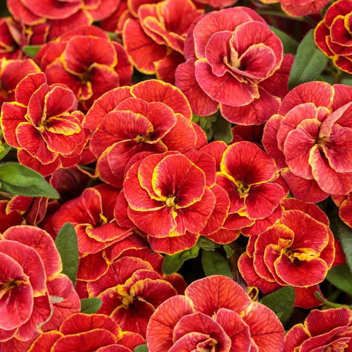 Calibrachoa Superbells&reg; Double Redstone&trade;
