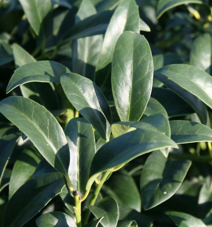 Ilex Cherry Bomb