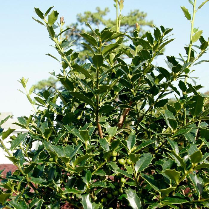 Ilex Christmas Jewel&reg;