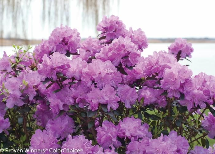 Rhododendron Amy Cotta