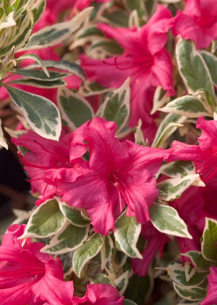 Rhododendron Bollywood&trade;