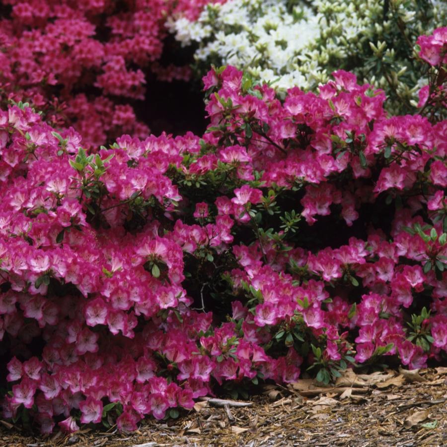 Rhododendron 'Carrie Amanda' - Azalea from Grower Website Two