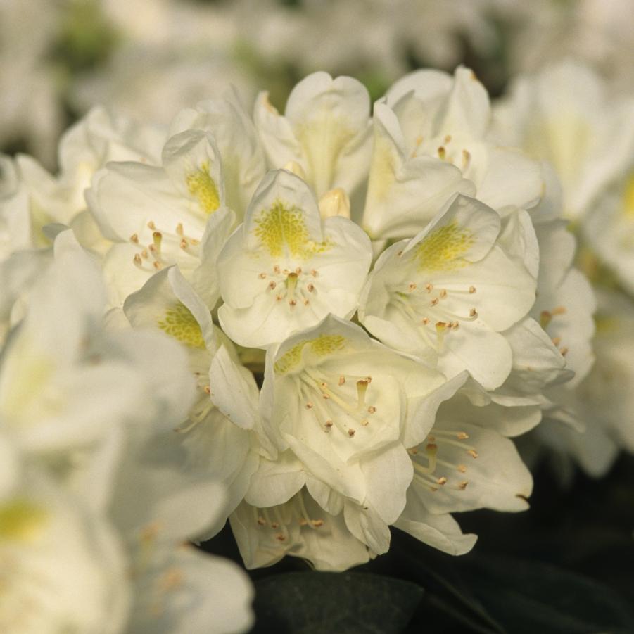 Rhododendron 'Chionoides' - Rhododendron from Grower Website Two
